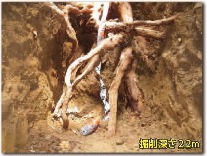巨木スギの根系を掘削調査