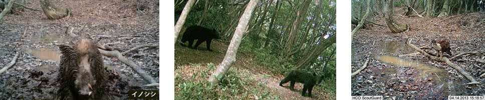 センサーカメラが捉えたイノシシ、ツキノワグマ、クマタカ