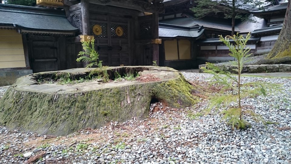 五代スギの苗木の植林もはじめている