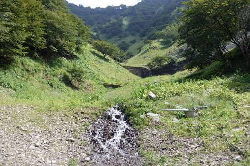 松木エリア（夏のサイト内）