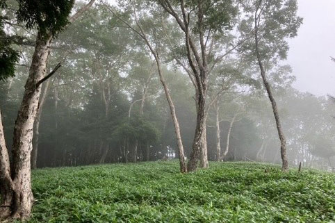 大平山エリア（夏のサイト内）