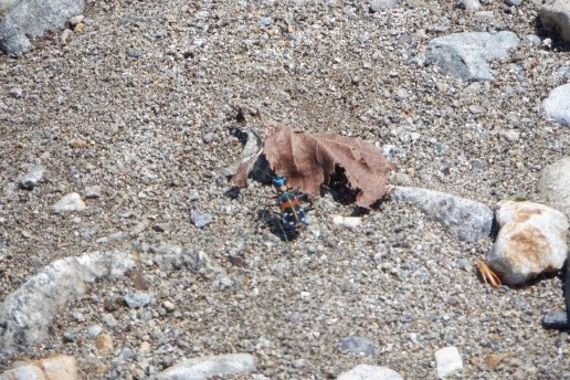 ナミハンミョウ