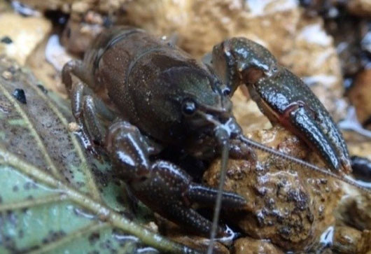絶滅危惧種 ニホンザリガニ